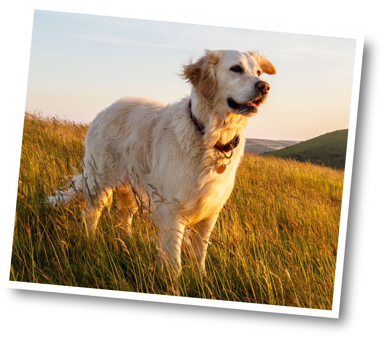 Multivitamin Chews - New icon