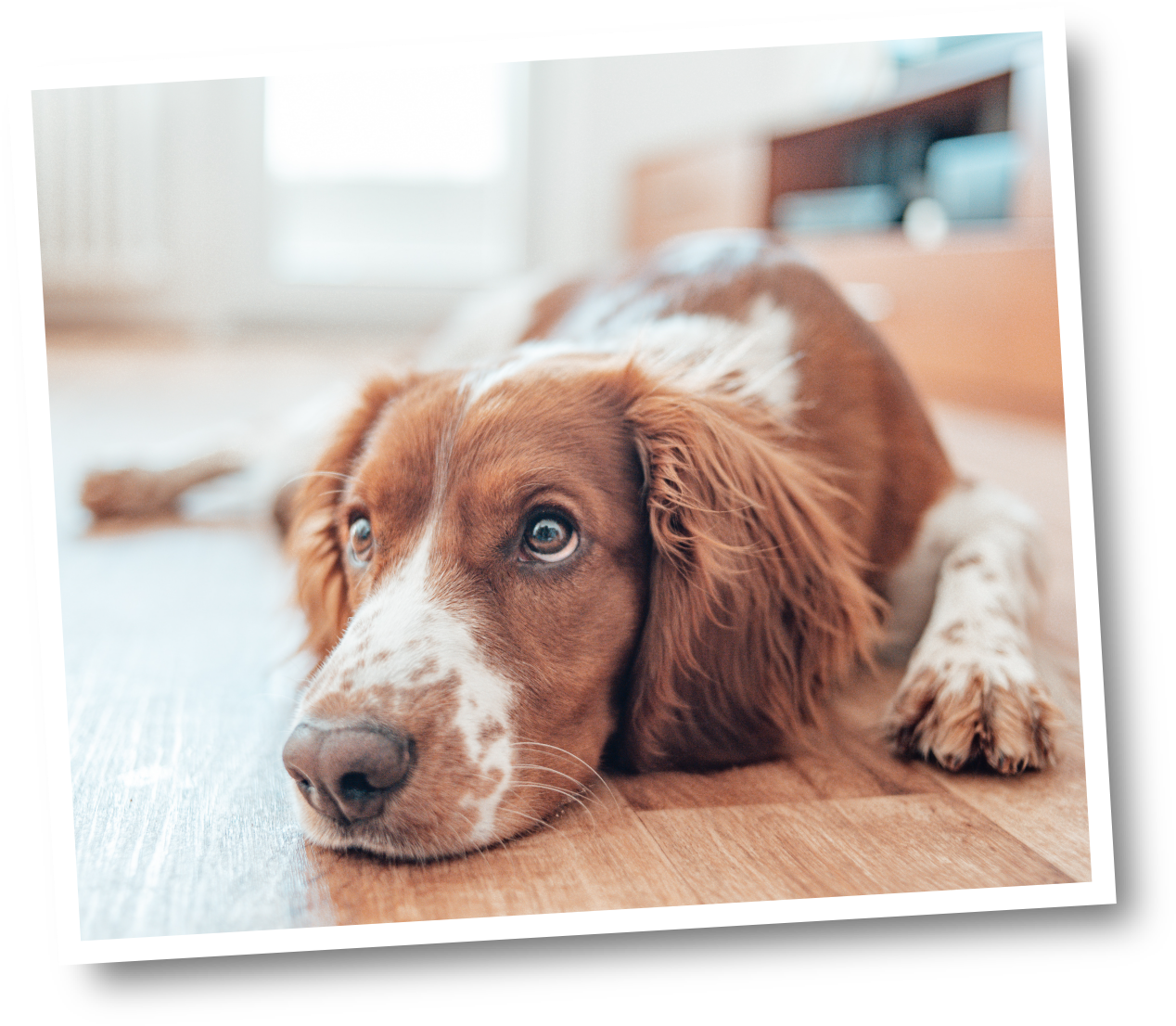 TummyWorks Powder 160 scoops - New icon