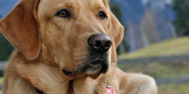 Why Are There So Many Rescue Dogs? Top 10 Reasons Why Dogs Are Abandoned