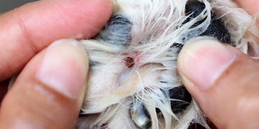 Ticks & Lyme Disease: The Dangerous Blood-Suckers Hunting Your Dog