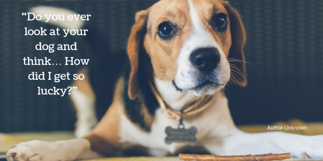 Finest For Pets – Wednesday Quote!