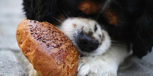 Thinking About Your New Year Diet? How About One For Your Dog...