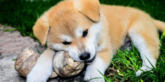 Evaluating Your Dogs Food And Understanding What He Really Needs