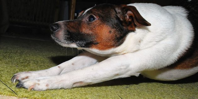 How To Practice Yoga (Doga) With Your Dog