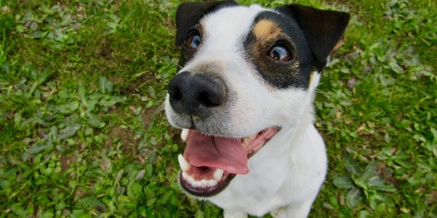 5 Hilarious Talking Dogs Video Compilation