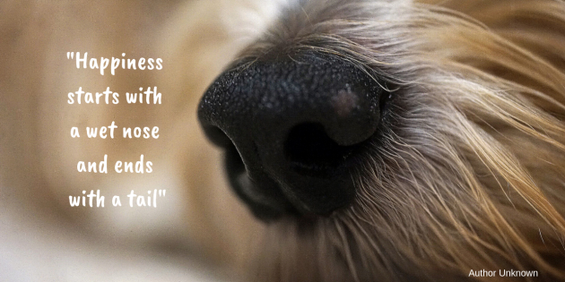 Finest For Pets – Wednesday Quote!