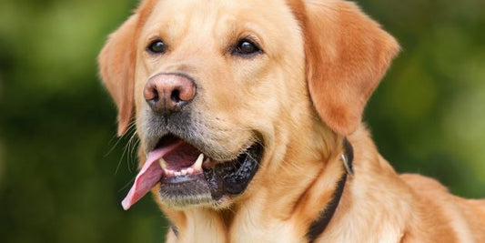 What Makes The Labrador America's Most Popular Dog Breed?