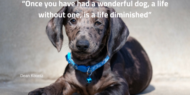 Finest For Pets – Wednesday Quote!
