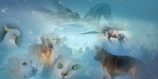 Loss of Your Pet: How to Cope with the Grief