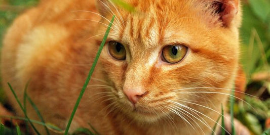 How Supplements Are Helping More Cats Than Ever Before