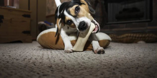 How Healthy is Your Dog’s Diet?