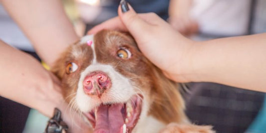 Rescue Pets: The 10 Most Common Health Problems