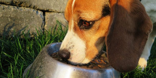 How To Correct Your Dog's Bad Eating Habits
