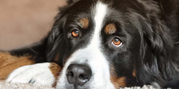 Why Bigger Breed Dogs Age Faster And What You Should Do