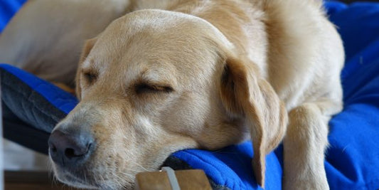 The Top 10 Dog Care Essentials