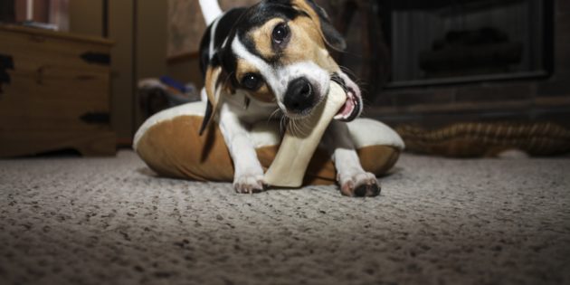 Dog Health: Understanding The Benefits of Joint Repair Chews