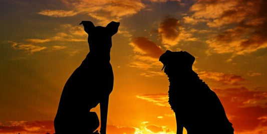 Loss of Your Pet: Knowing What To Say To A Friend