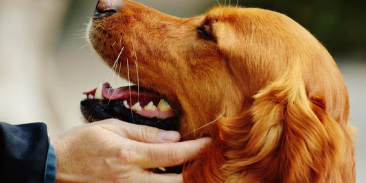Dog Treats: Why They Are More Than Just A Tasty Snack!