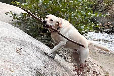 Joint Pain in Dogs: 5 High Risk Factors