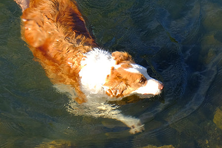 Arthritis and Joint Disease in Dogs