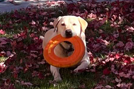 Dog Joint Pain: How To Immediately Help Your Dog