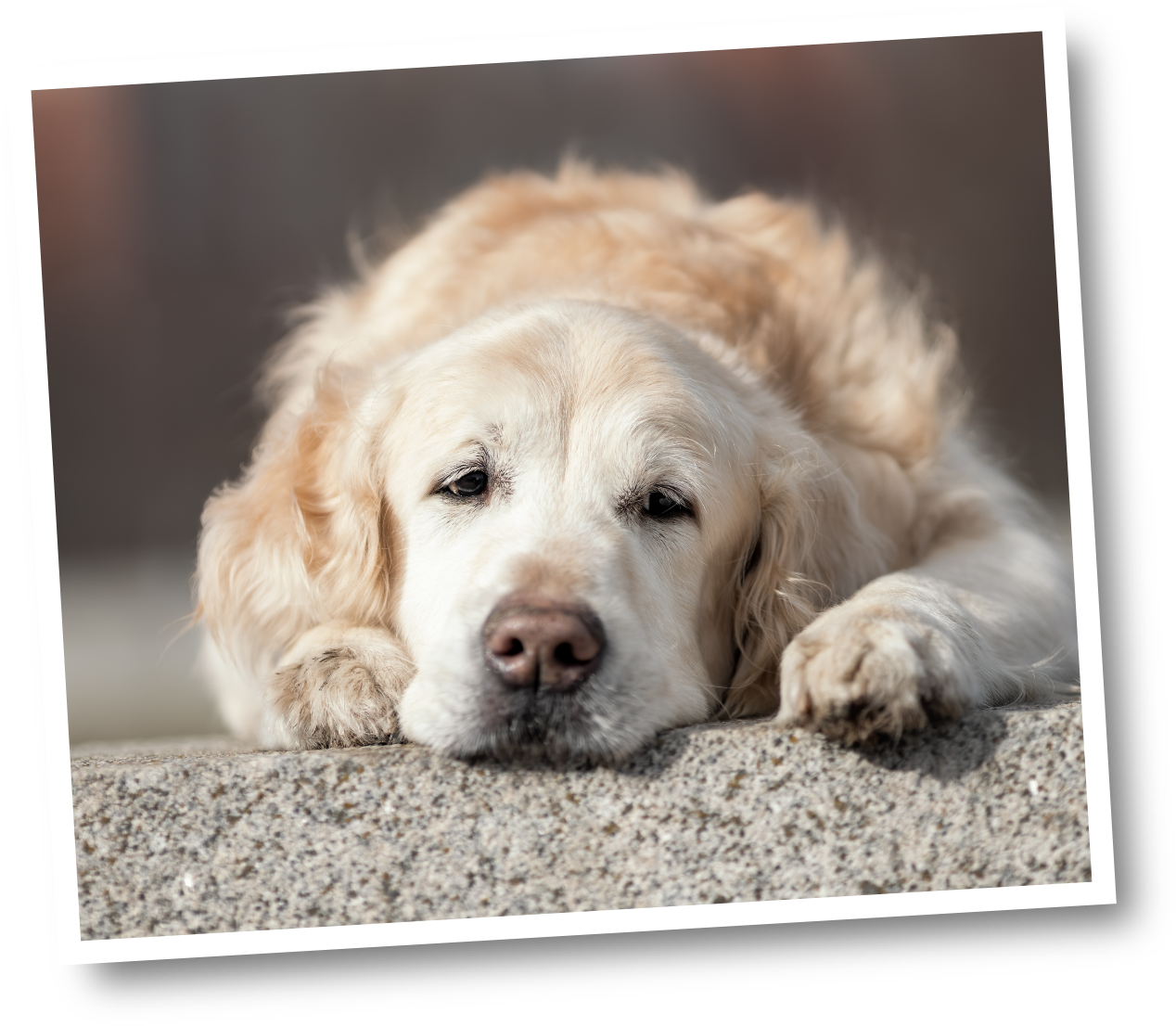 Multivitamin Chews - New icon