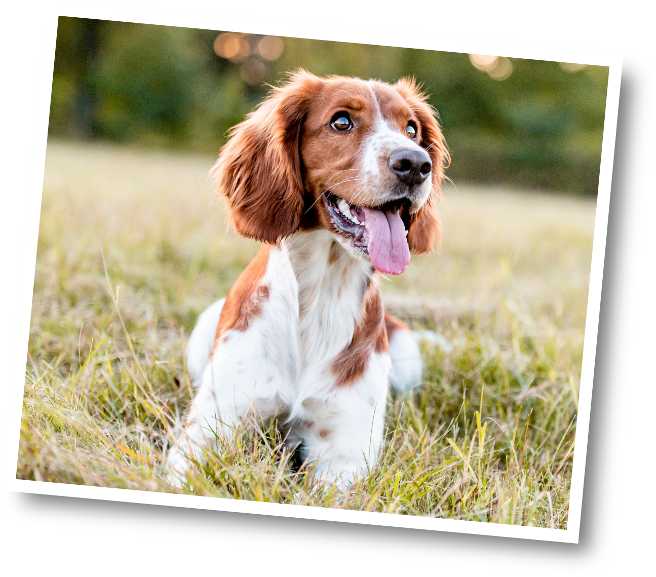 TummyWorks Powder 160 scoops - New icon